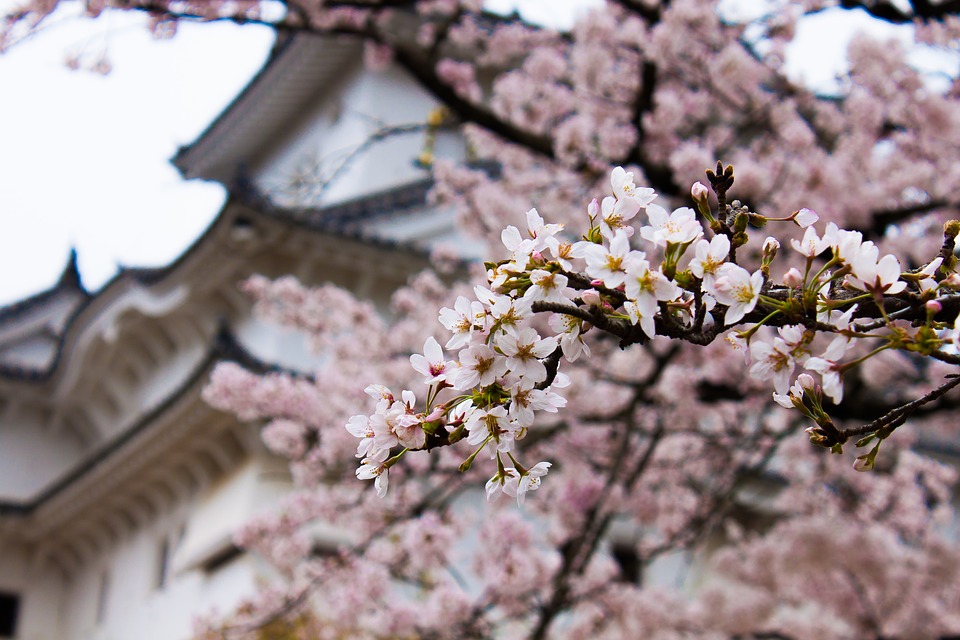 ปราสาทฮิเมะจิ ปราสาทสีขาวมรดกทางวัฒนธรรมของญี่ปุ่น